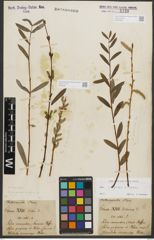 Foto von Salix purpurea L.